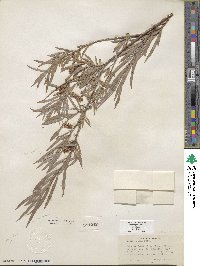 Salix exigua image