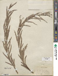 Salix exigua image