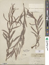 Salix exigua var. exigua image