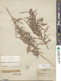 Salix exigua image