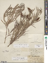 Salix exigua image