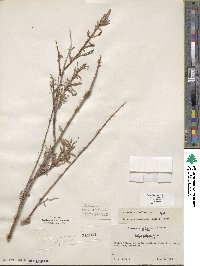 Salix exigua image