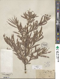 Salix exigua image