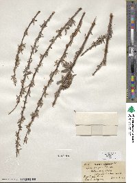 Salix exigua image
