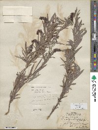 Salix exigua image