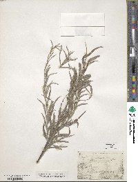 Salix exigua image