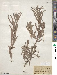 Salix exigua image