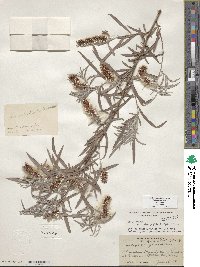 Salix exigua var. exigua image