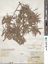 Salix exigua image