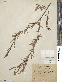 Salix exigua image