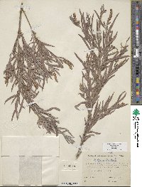 Salix exigua image