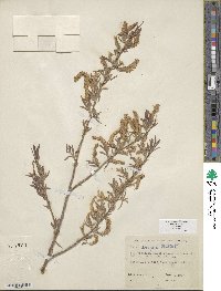 Salix exigua var. exigua image