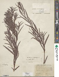 Salix exigua image