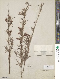 Salix exigua var. exigua image