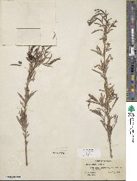 Salix exigua image