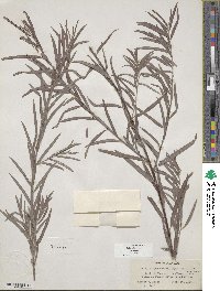 Salix exigua image