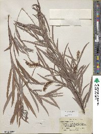 Salix exigua image