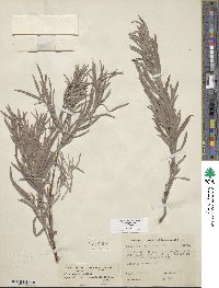 Salix exigua image