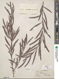 Salix exigua image