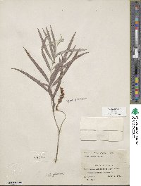 Salix exigua var. exigua image