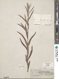 Salix exigua image