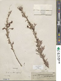 Salix exigua image