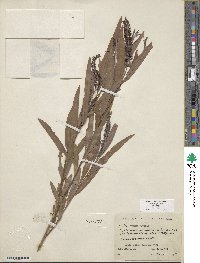 Salix exigua image
