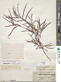 Salix exigua image