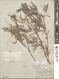 Salix exigua image