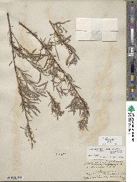 Salix exigua image