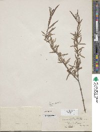 Salix exigua image