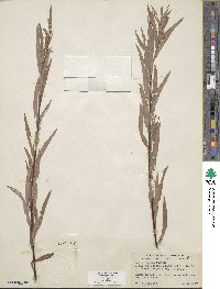 Salix exigua image