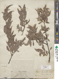 Salix sessilifolia image