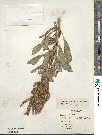 Amaranthus hypochondriacus image