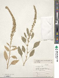 Amaranthus caudatus image