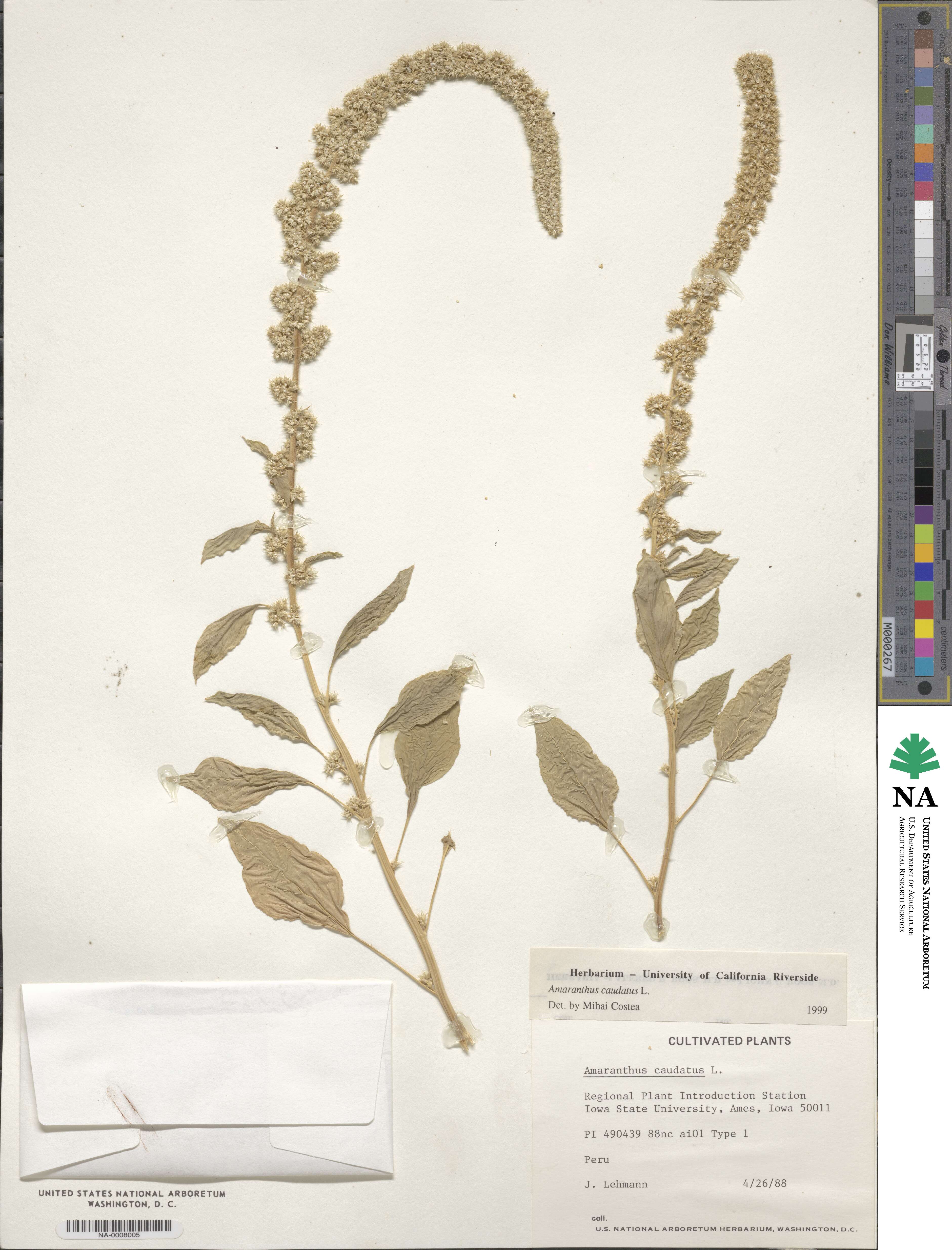 Amaranthus caudatus image