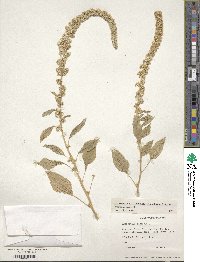 Amaranthus caudatus image