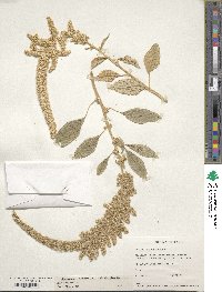 Amaranthus caudatus image