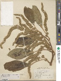 Amaranthus hypochondriacus image