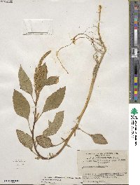 Amaranthus hypochondriacus image