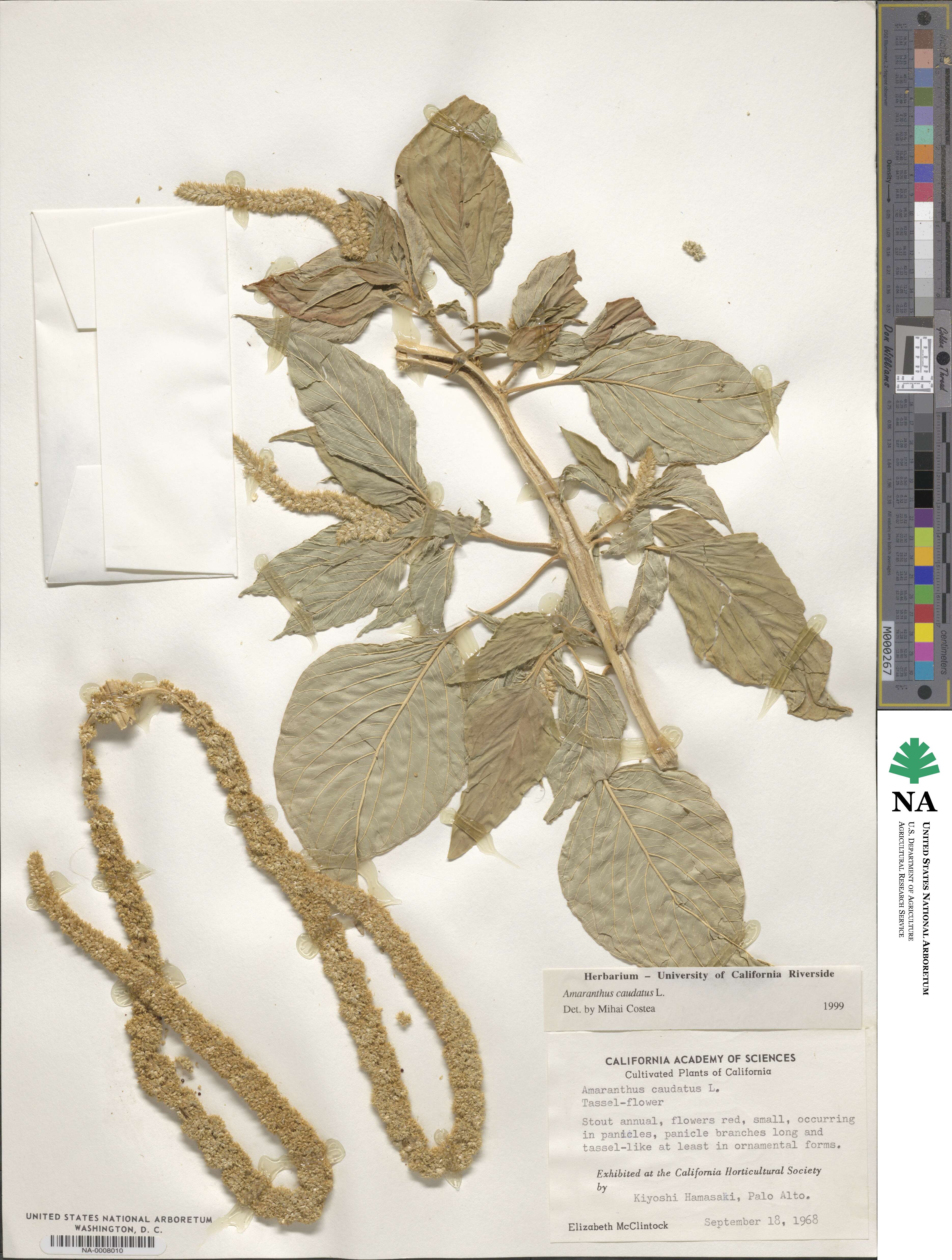 Amaranthus caudatus image