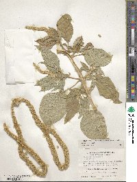 Amaranthus caudatus image