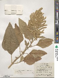 Amaranthus caudatus image