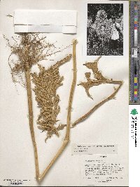 Amaranthus caudatus image