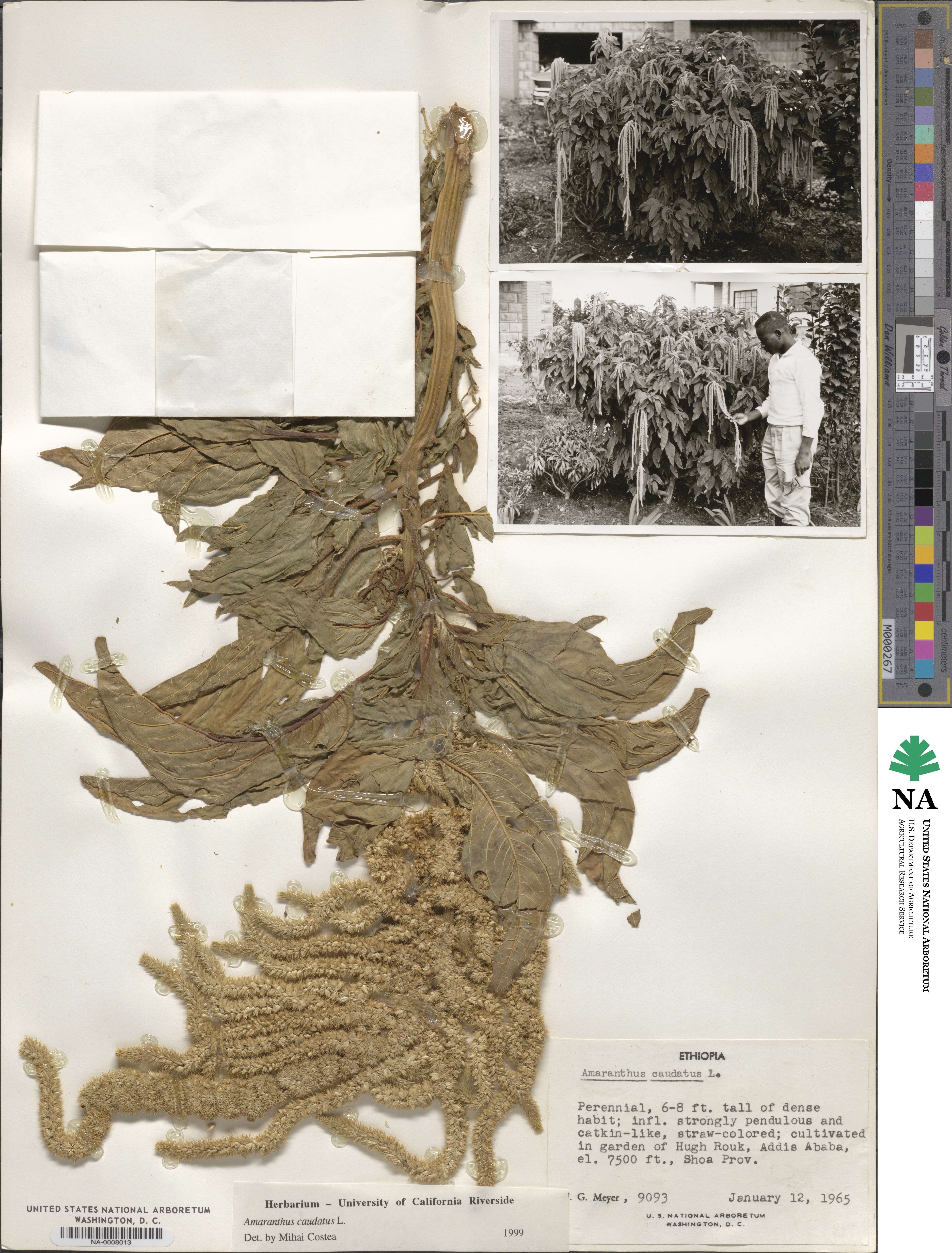 Amaranthus caudatus image