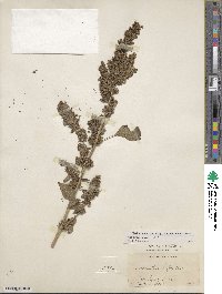 Amaranthus hybridus image