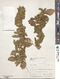 Amaranthus hybridus image