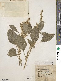 Amaranthus powellii image