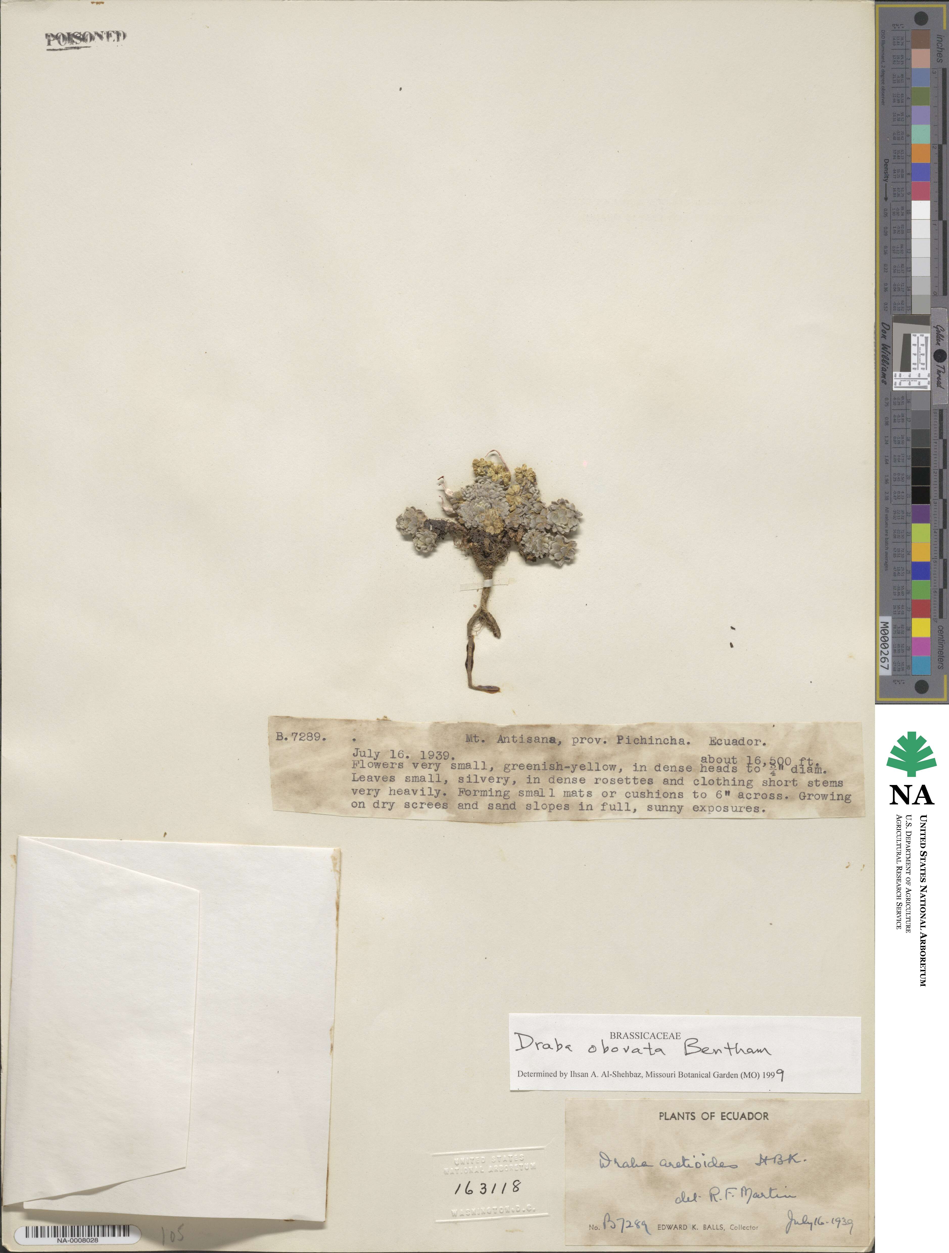 Draba obovata image