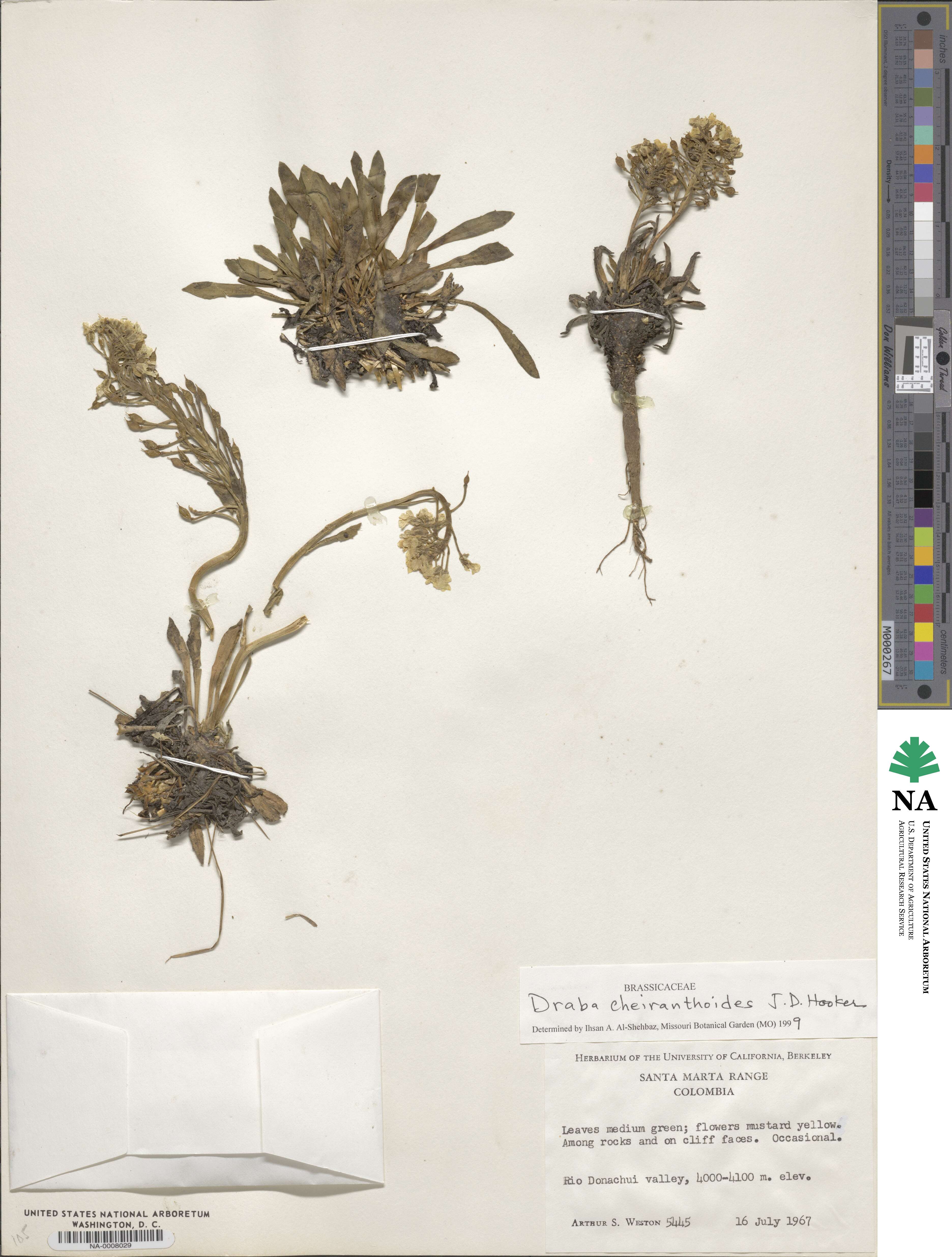 Draba cheiranthoides image